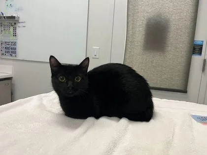 A young medium-sized female Black Domestic Short Hair cat named Oats And Honey Granola for adoption in Kansas City, MO