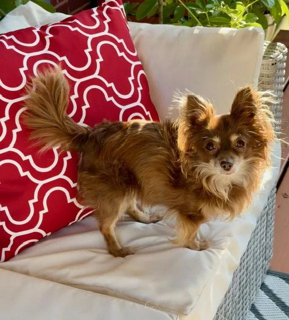 A senior small-sized female Chihuahua dog named Ginger Bella for adoption in Alpharetta, GA