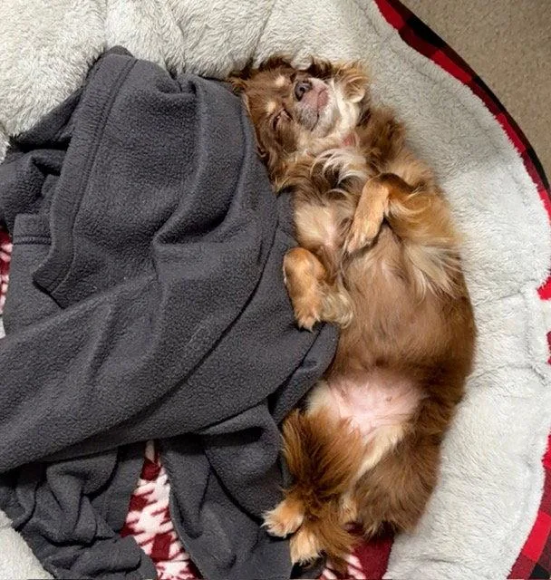 Ginger Bella thumbnail 2