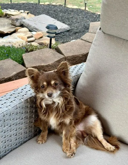 Ginger Bella thumbnail 3