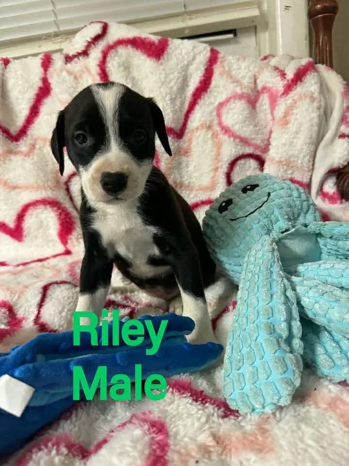 A young large-sized male Labrador Retriever dog named Riley for adoption in Pomfret Center, CT