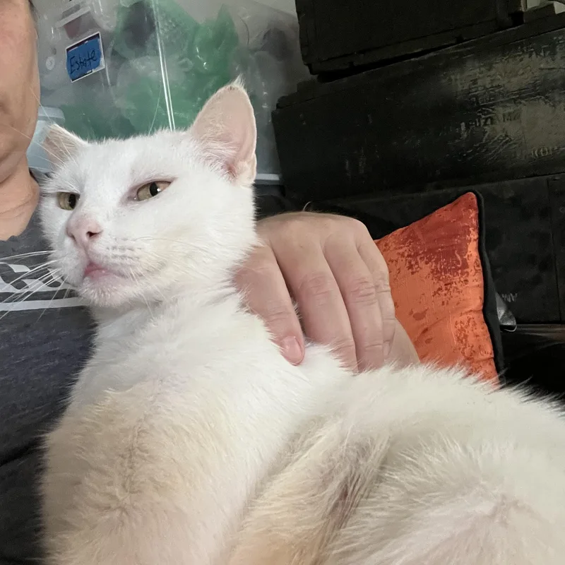 Snow Pea thumbnail 2