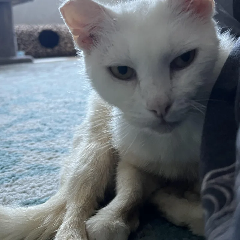 Snow Pea thumbnail 3