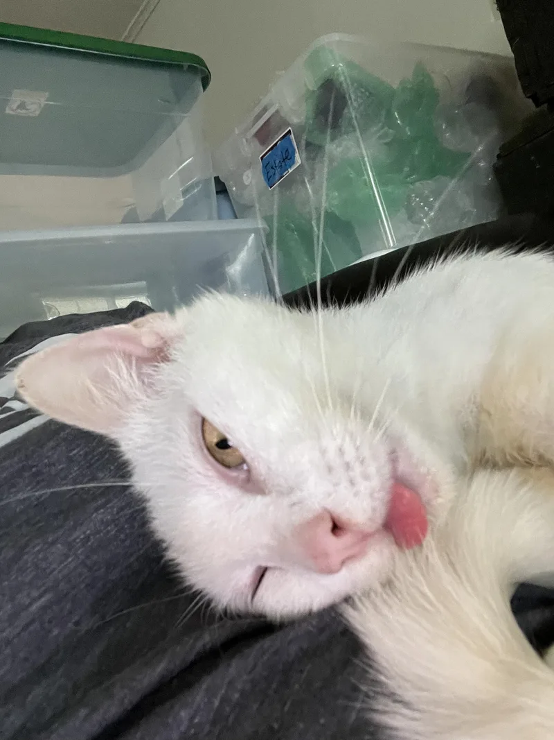 Snow Pea thumbnail 4