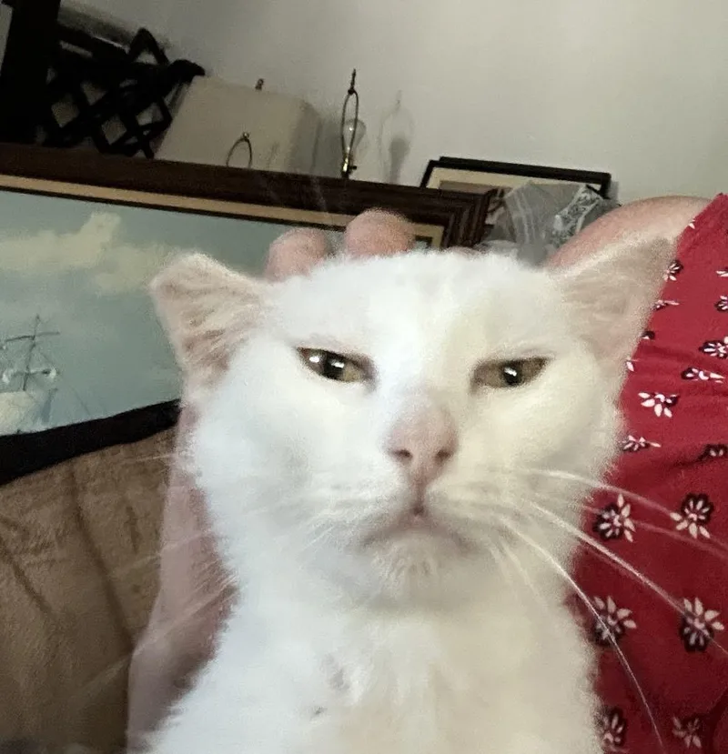 Snow Pea thumbnail 5