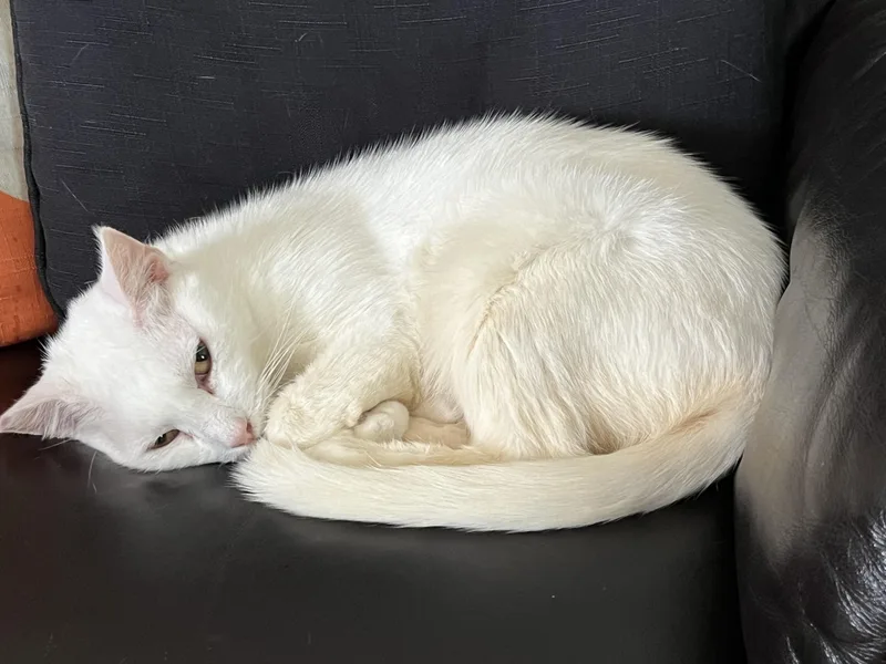 Snow Pea thumbnail 6