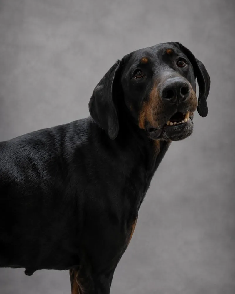 A young large-sized male Doberman Pinscher dog named Odie for adoption in Hardeeville, SC