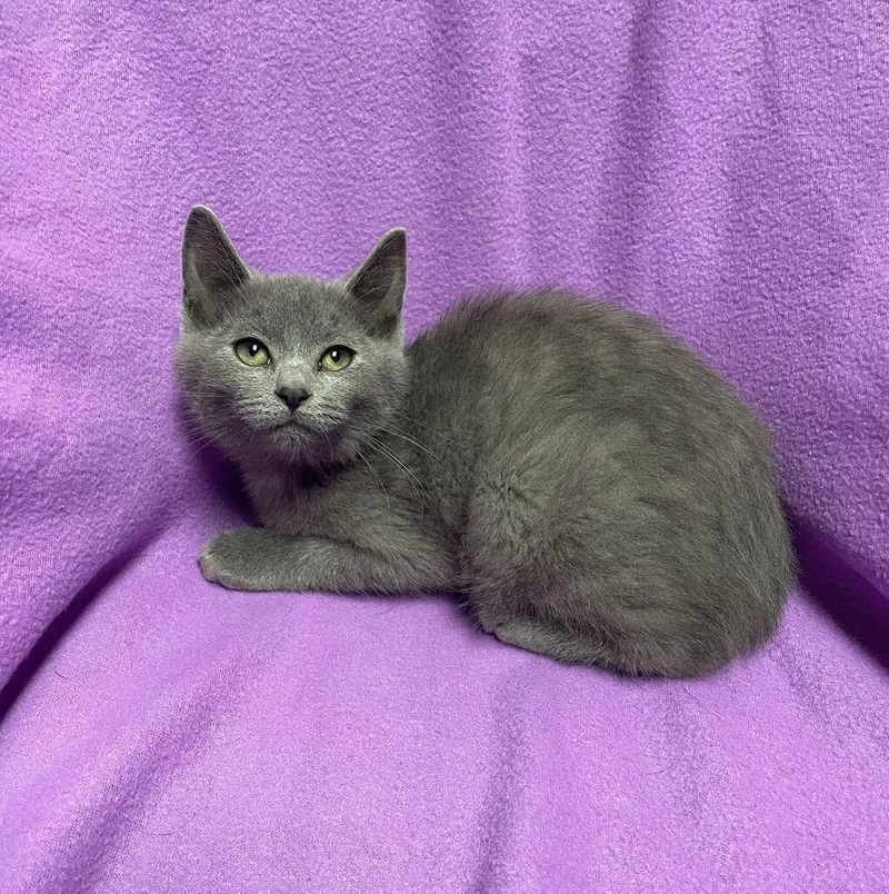 A baby medium-sized male Domestic Short Hair cat named Cauldron for adoption in Jackson, MI