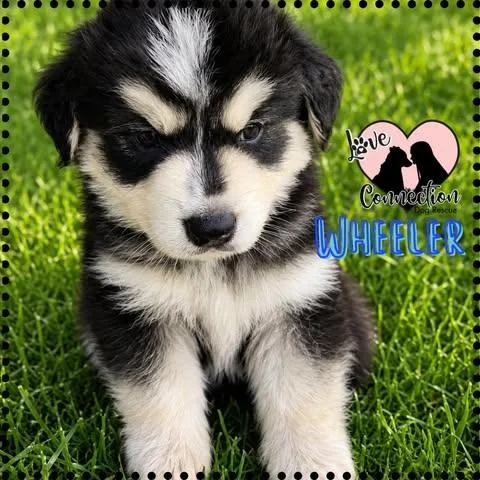 Wheeler