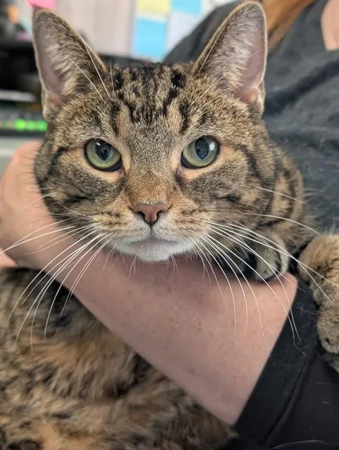 A young medium-sized female Domestic Short Hair cat named Cher for adoption in Canfield, OH