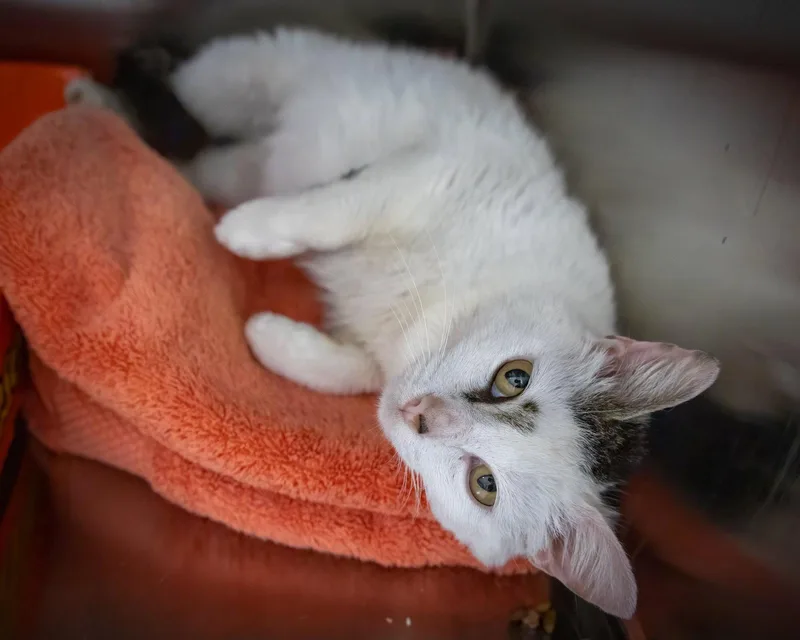 Penelope