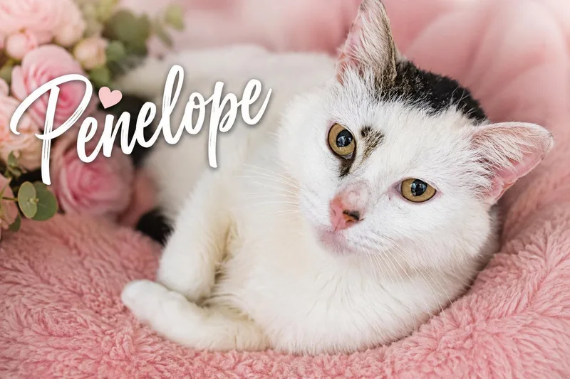 Penelope thumbnail 3