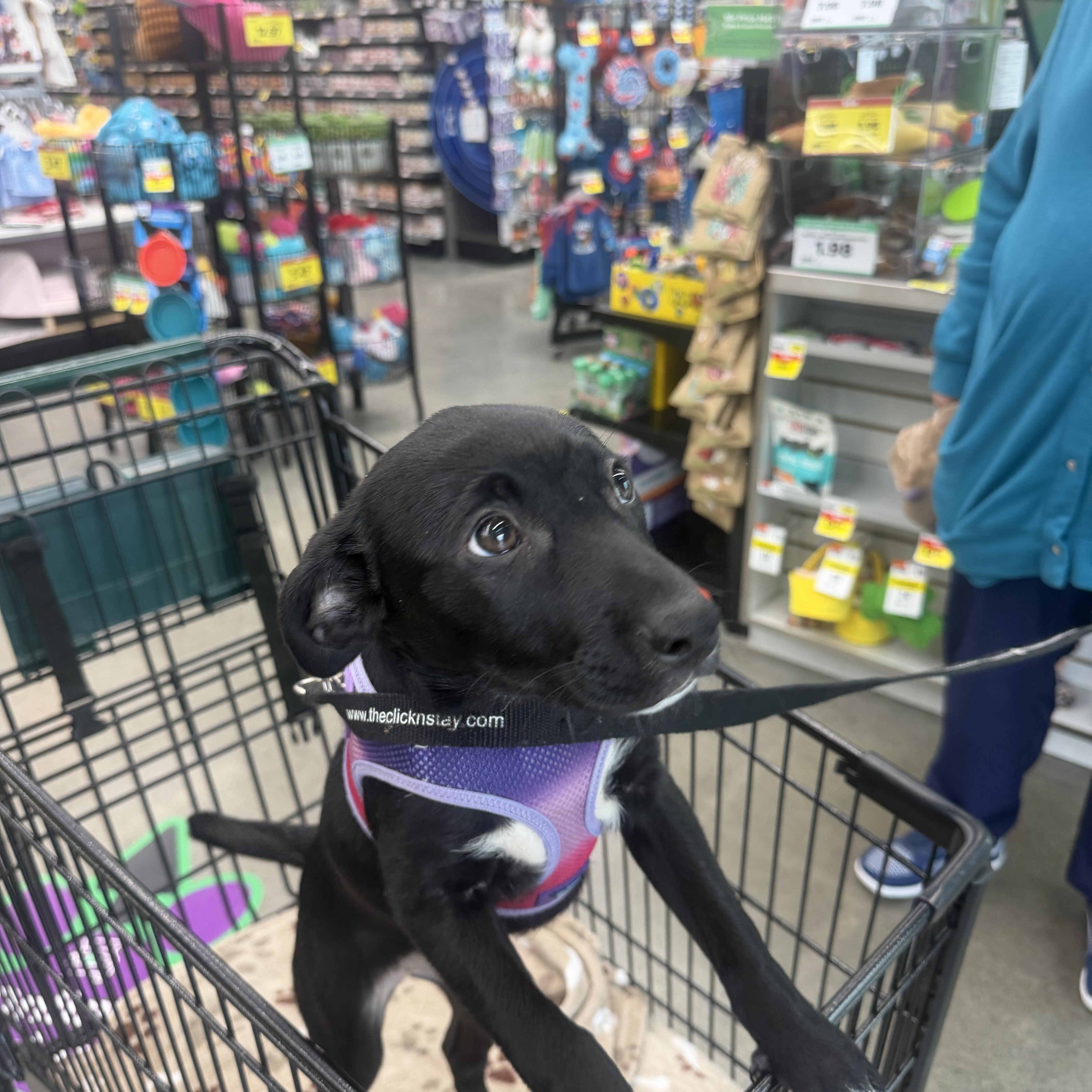 A baby small-sized female Black Mixed Breed dog named Ella for adoption in Toledo, OH
