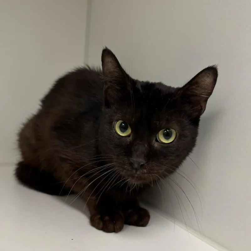 An adult medium-sized female Black Domestic Short Hair cat named Suede for adoption in Hawthorne, CA