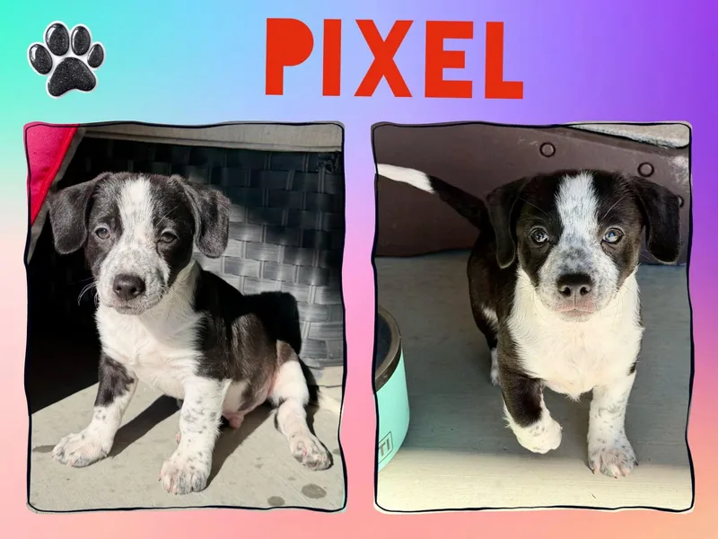 A baby small-sized male Mixed Breed dog named Pixel for adoption in Chino Valley, AZ