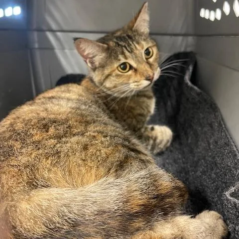 An adult medium-sized female Torbie Domestic Short Hair cat named Megara for adoption in Lake Panasoffkee, FL