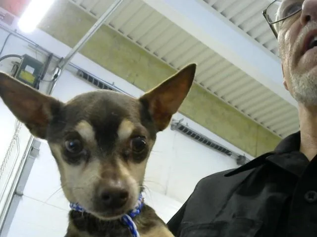 An adult small-sized male Chihuahua dog named Glenn for adoption in Toledo, OH