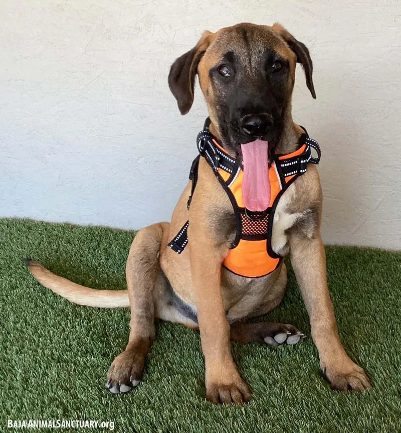A young medium-sized male Yellow / Tan / Blond / Fawn Black Mouth Cur dog named Barry for adoption in San Diego, CA