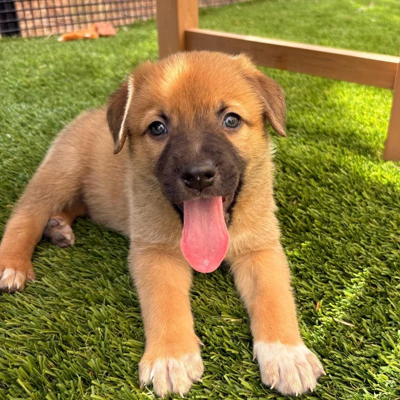 A young medium-sized male Shepherd dog named Triton for adoption in Torrey, UT
