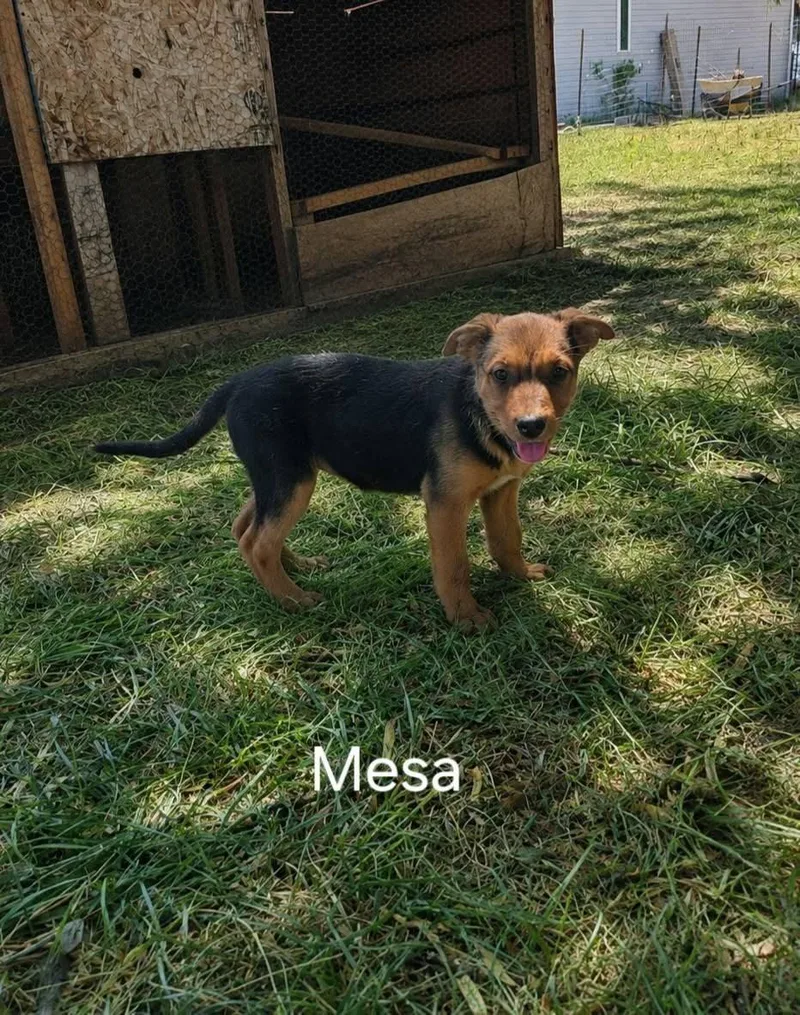 A young medium-sized female German Shepherd Dog dog named Mesa for adoption in Midway, UT