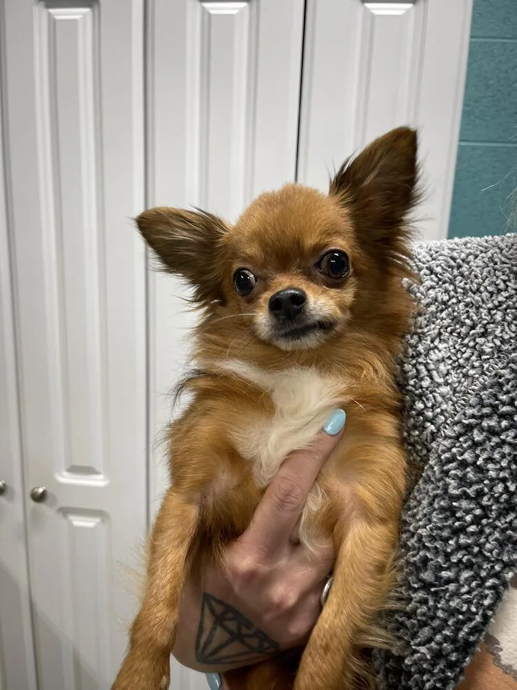 An adult small-sized male Red / Chestnut / Orange Chihuahua dog named Bear for adoption in Chattanooga, TN