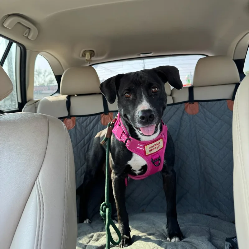 An adult medium-sized female Black Labrador Retriever dog named Aruba for adoption in Spring, TX