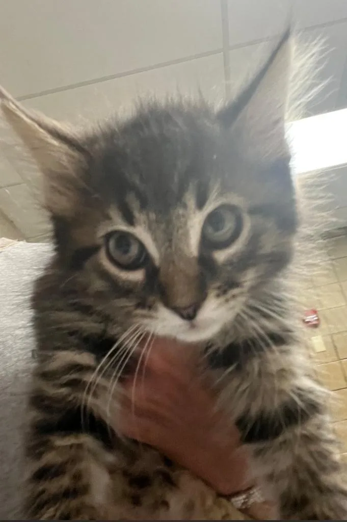 A baby small-sized male Domestic Medium Hair cat named Mason for adoption in Greenfield, IN