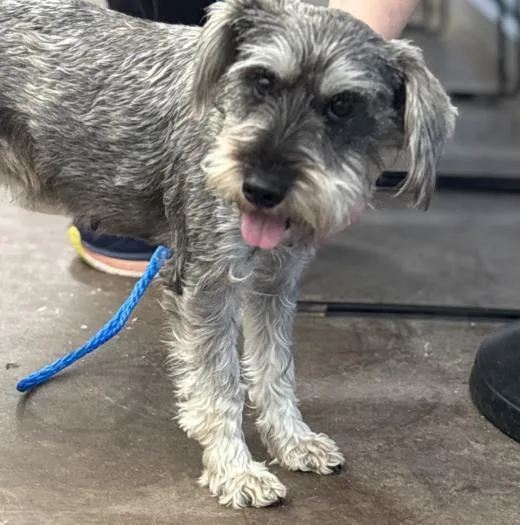 An adult medium-sized female Mixed Breed dog named Missy for adoption in Dallas, TX