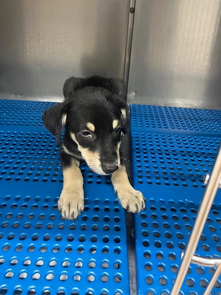 A baby large-sized male Labrador Retriever dog named Rice for adoption in Nacogdoches, TX