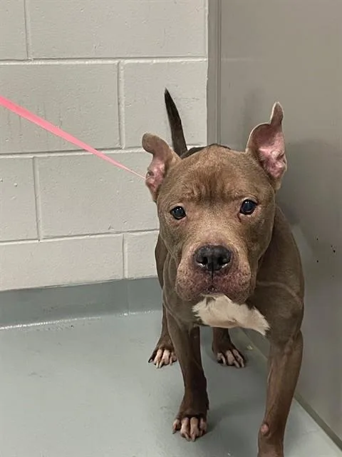 An adult medium-sized female Pit Bull Terrier dog named Sadie for adoption in Saint Cloud, FL