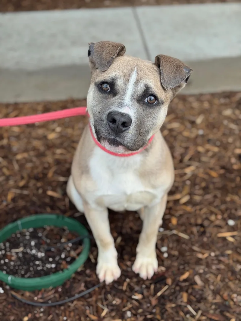A young medium-sized male Yellow / Tan / Blond / Fawn Shepherd dog named Oliver for adoption in Benton Harbor, MI