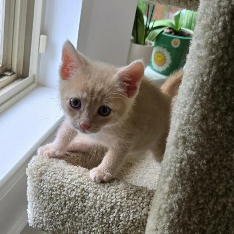 A baby medium-sized male Orange & White Domestic Short Hair cat named Milo for adoption in Columbia, MD