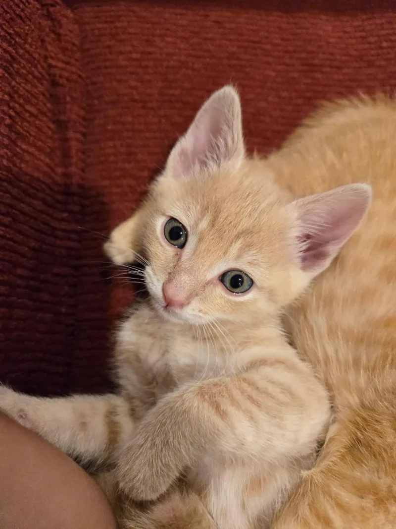 Milo thumbnail 2