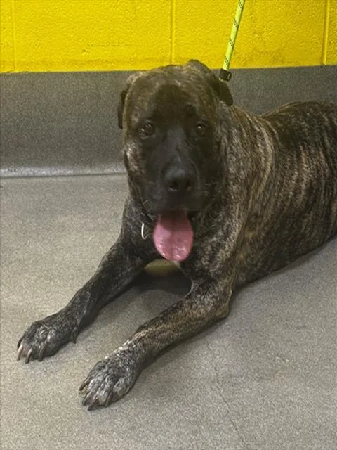 An adult large-sized female Presa Canario dog named Sabrina for adoption in Upper Marlboro, MD