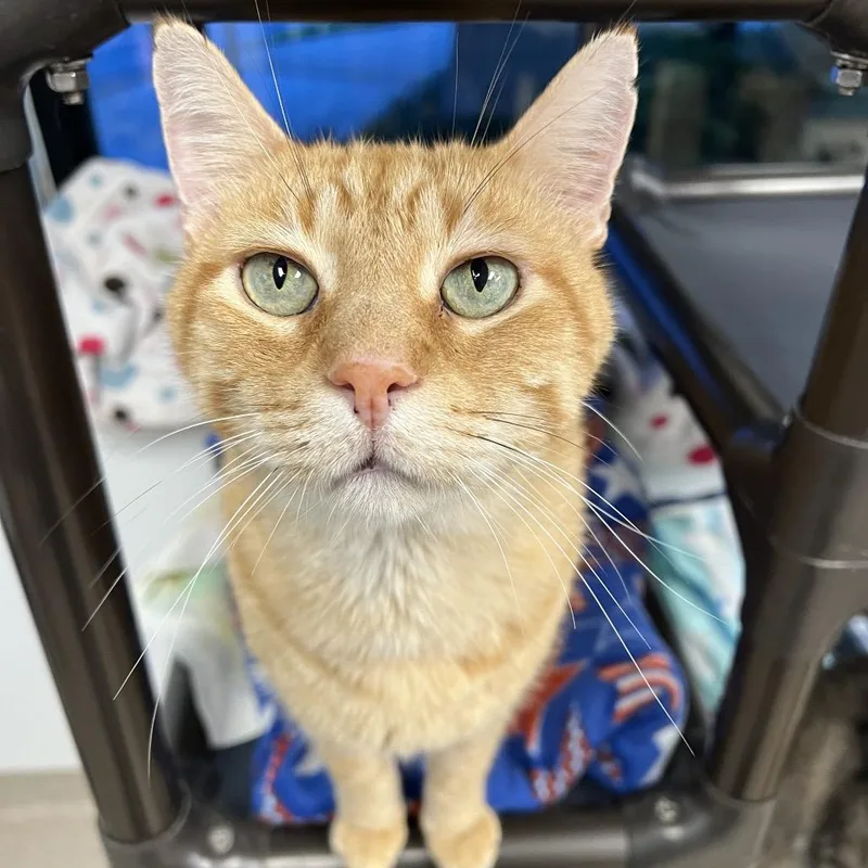A senior small-sized male Orange / Red Domestic Short Hair cat named Rudy for adoption in Arlington Heights, IL