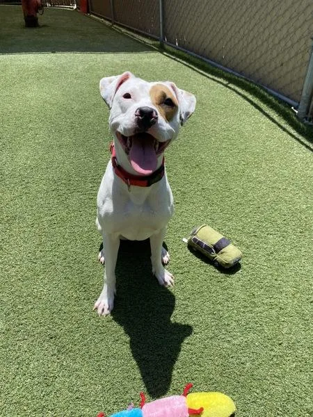 A young large-sized female Pit Bull Terrier dog named Crab for adoption in Oceanside, CA