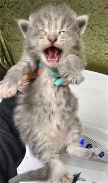 A baby small-sized female Domestic Short Hair cat named Hazelnut for adoption in Riverside, CA