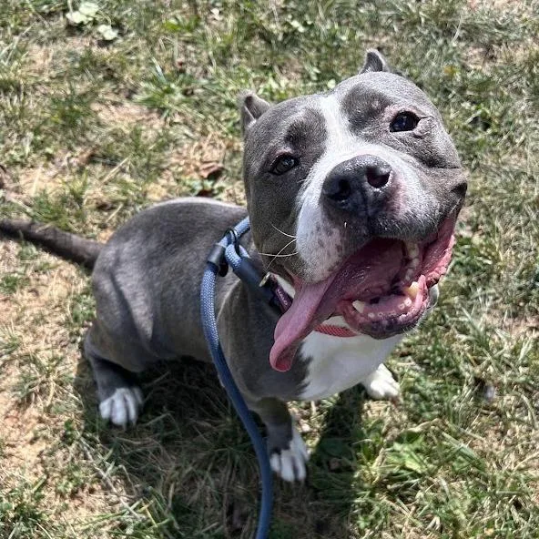 An adult medium-sized female Gray / Blue / Silver Staffordshire Bull Terrier dog named Beefy Betty for adoption in Verona, VA