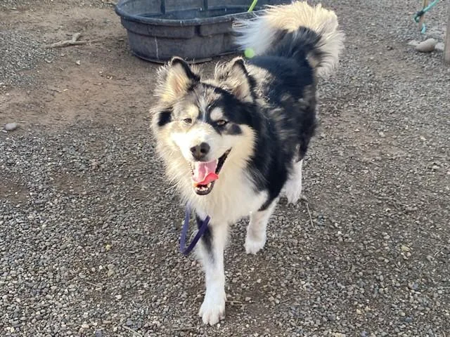 An adult large-sized male Alaskan Malamute dog named Kodiak for adoption in Phoenix, AZ
