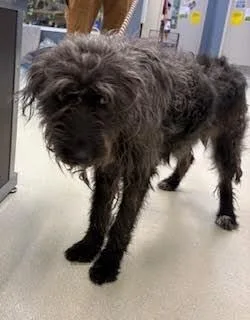 An adult medium-sized female Black Airedale Terrier dog named Mable for adoption in Maryville, TN