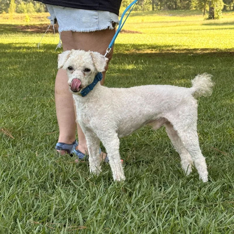 An adult small-sized male Miniature Poodle dog named Keno for adoption in Texarkana, TX