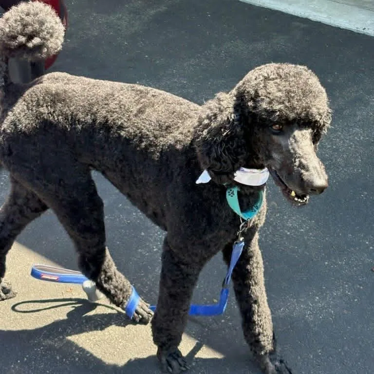 An adult medium-sized male Black Standard Poodle dog named Ty for adoption in Stamford , CT