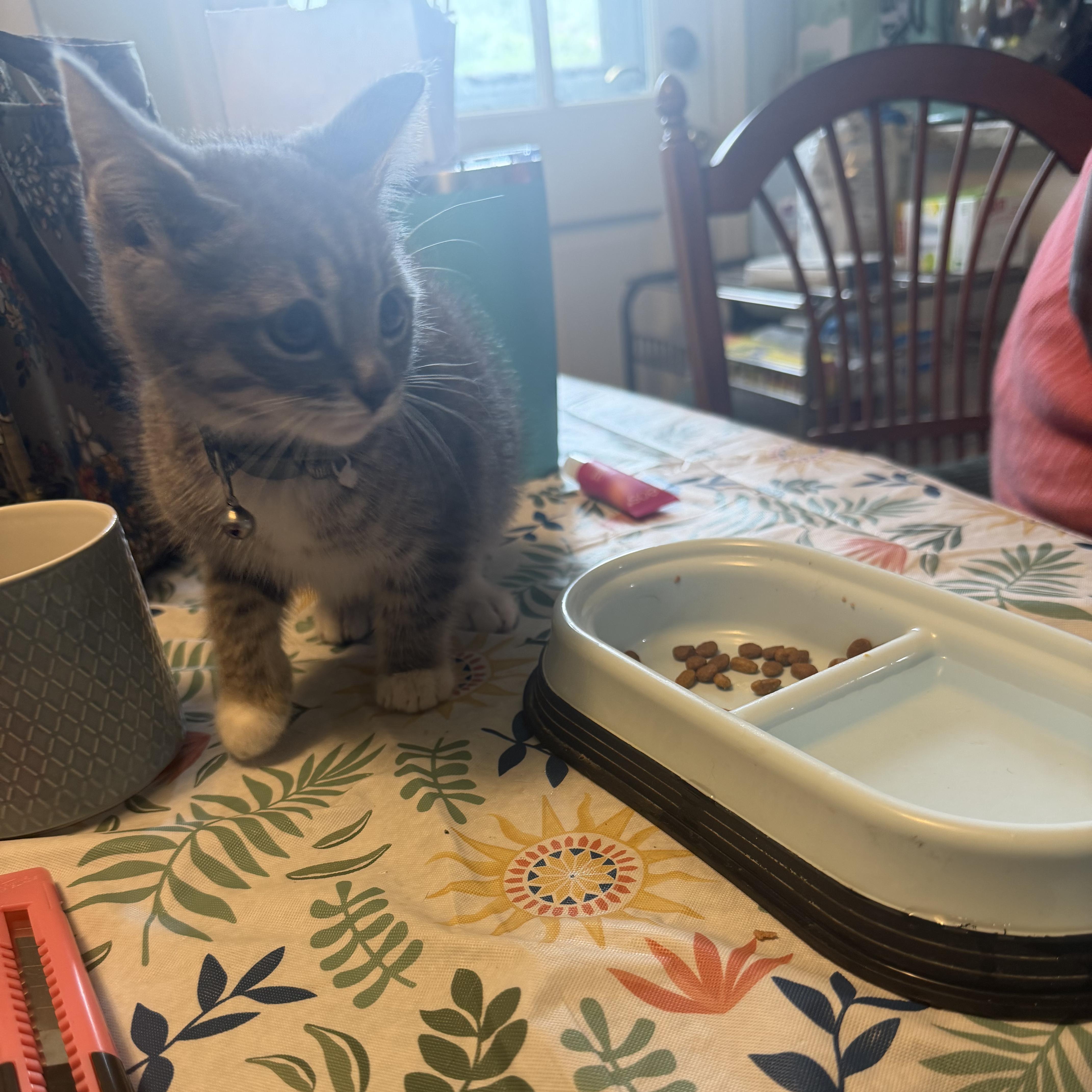 A baby small-sized female Gray & White Tabby cat named Tote for adoption in Columbia, SC