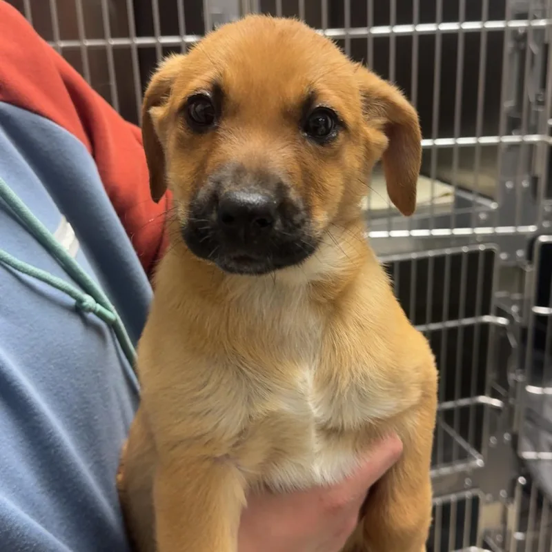 A baby medium-sized female Brown / Chocolate Labrador Retriever dog named Sunflower for adoption in Dodgeville, WI