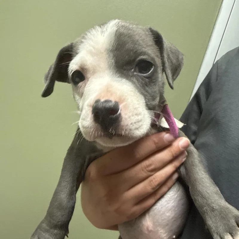 A baby small-sized female Gray / Blue / Silver Mixed Breed dog named Zuri for adoption in Columbus, GA
