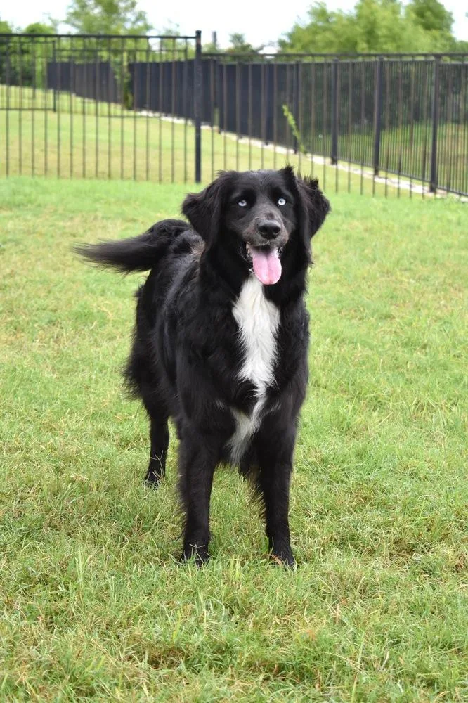 An adult medium-sized female Tricolor (Brown, Black, & White) Australian Shepherd dog named Lillian for adoption in Frisco, TX