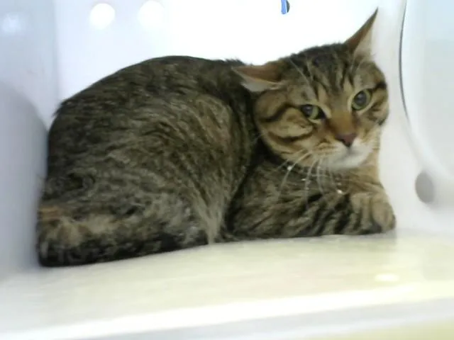 A young medium-sized male Domestic Short Hair cat named Chile for adoption in Albuquerque, NM