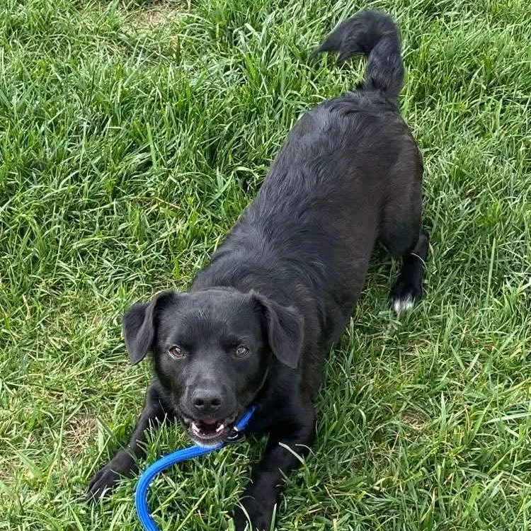 A young small-sized male Chihuahua dog named Hershey for adoption in Minooka, IL
