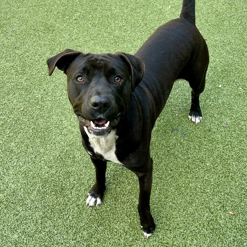 An adult large-sized male Black Mixed Breed dog named Gogurt for adoption in Greensboro, NC
