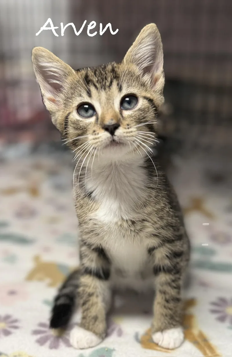 A baby medium-sized male Tabby (Brown / Chocolate) Domestic Short Hair cat named Arven for adoption in Pawleys Island, SC